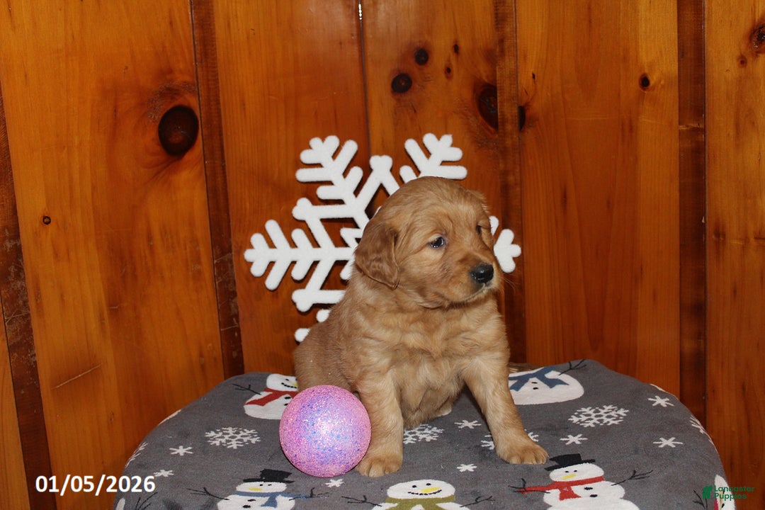 Golden Retriever dogs for sale: Maple    - Ad 4