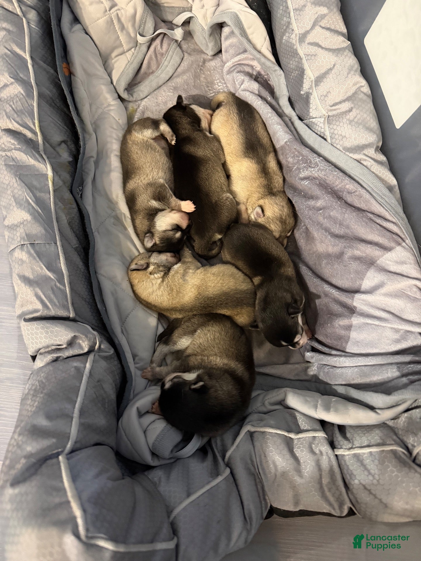 Alaskan Klee Kai