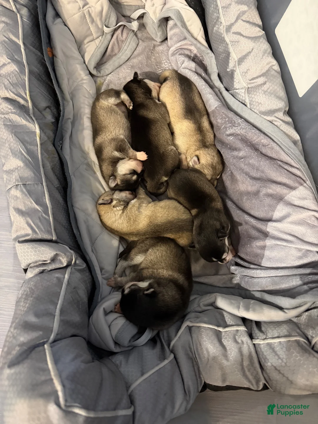 Alaskan Klee Kai dogs for sale: Alaskan Klee Kai 3 - Ad 1