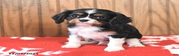 Cavalier King Charles Spaniel dogs for sale: Sparky - Ad 2