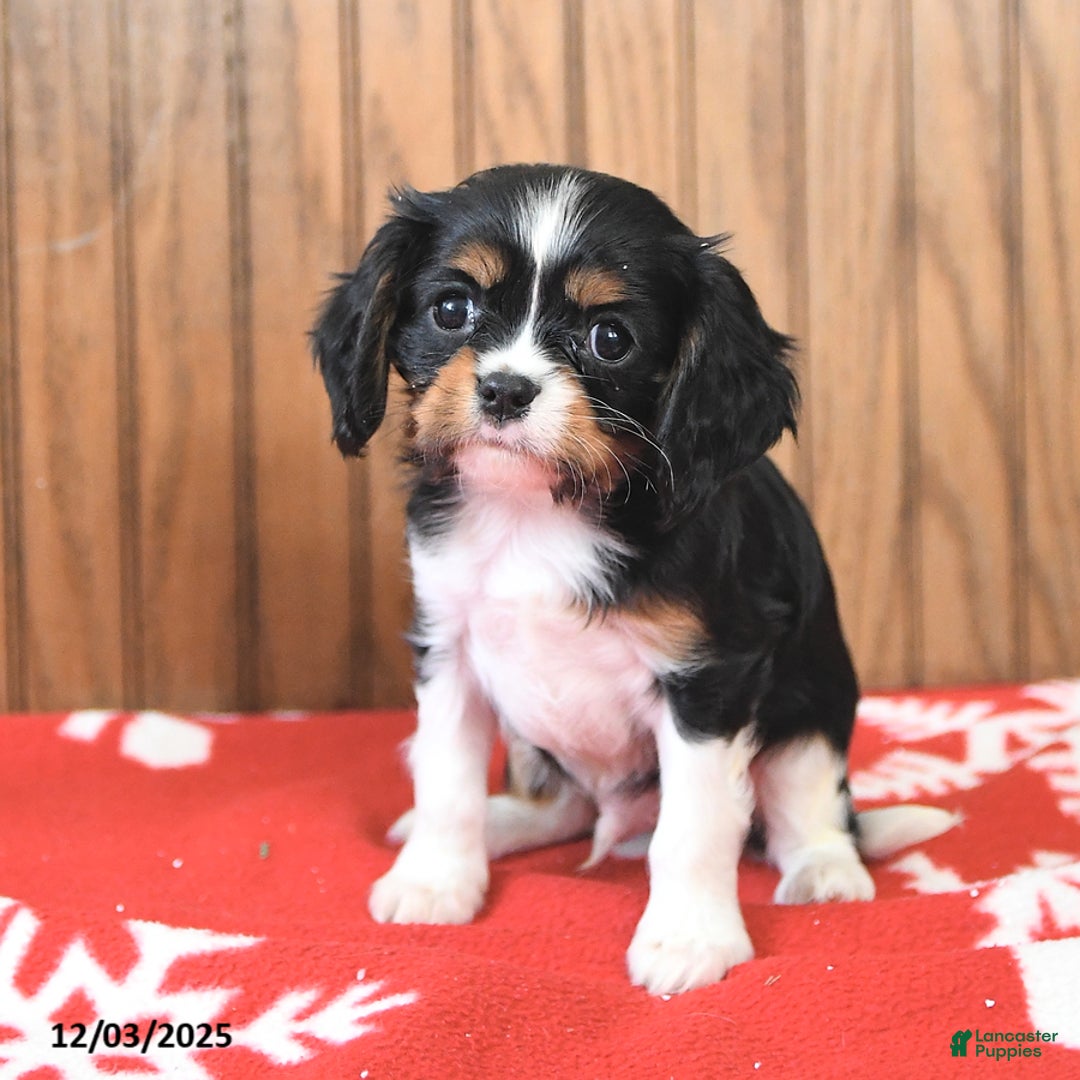 Cavalier King Charles Spaniel dogs for sale: Sparky - Ad 2