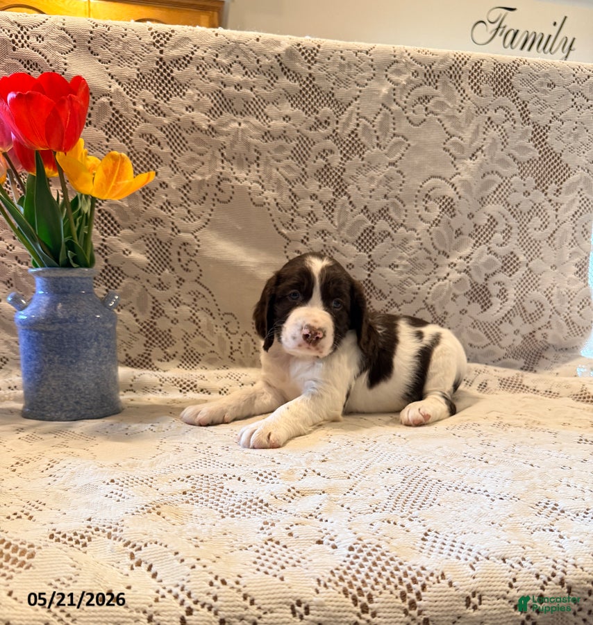 English Springer Spaniel dogs Snooby - Ad 2