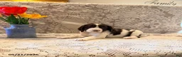 English Springer Spaniel dogs for sale: Snooby - Ad 2