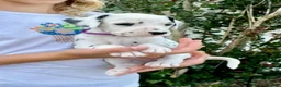 Dalmatian dogs for sale: Magenta - Ad 4