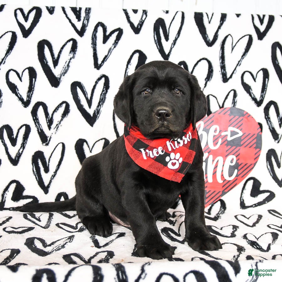 Labrador Retriever dogs Mighty - Ad 40