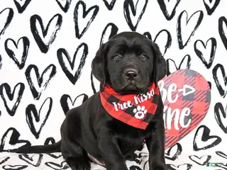 Labrador Retriever dogs Mighty - Ad 40