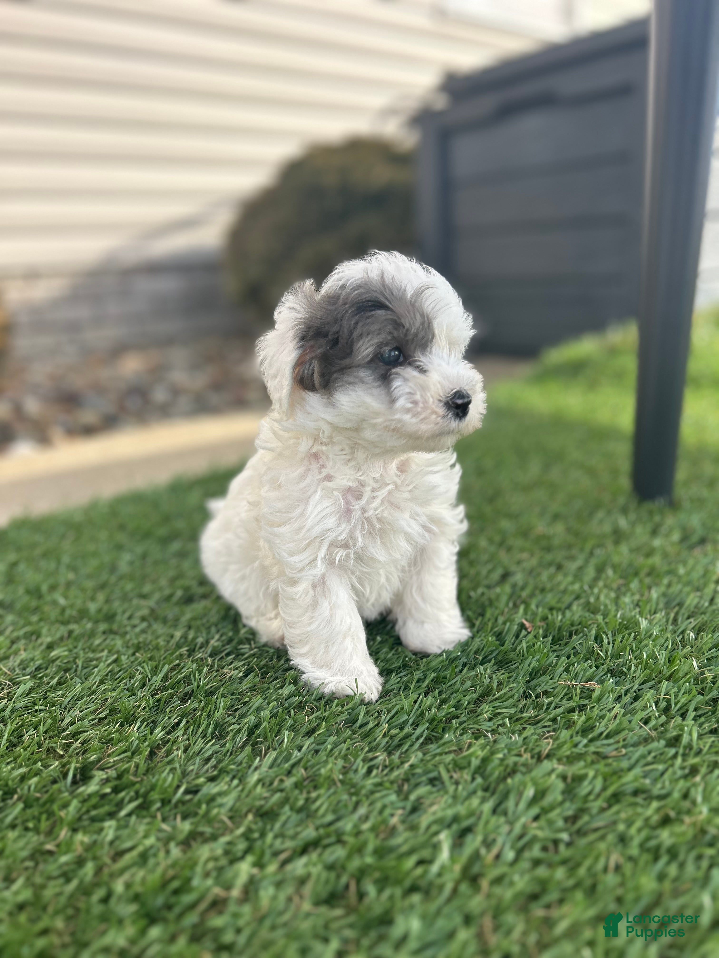 Mixed Breed dogs Scout - Ad 2