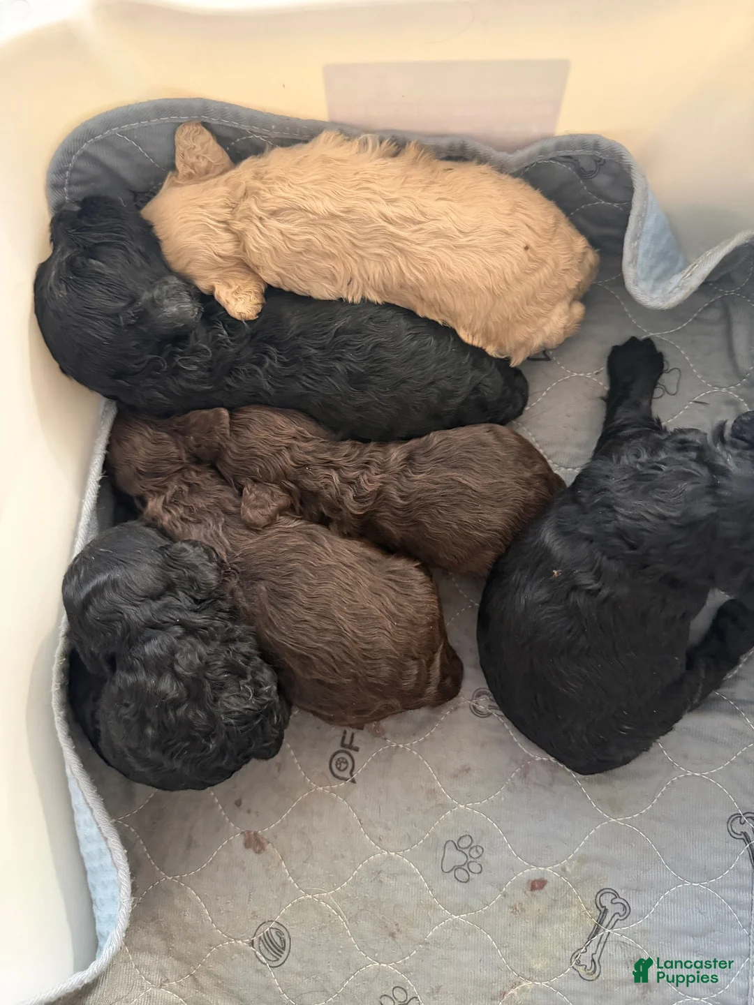 Cockapoo dogs for sale: Cockapoo 1 - Ad 2