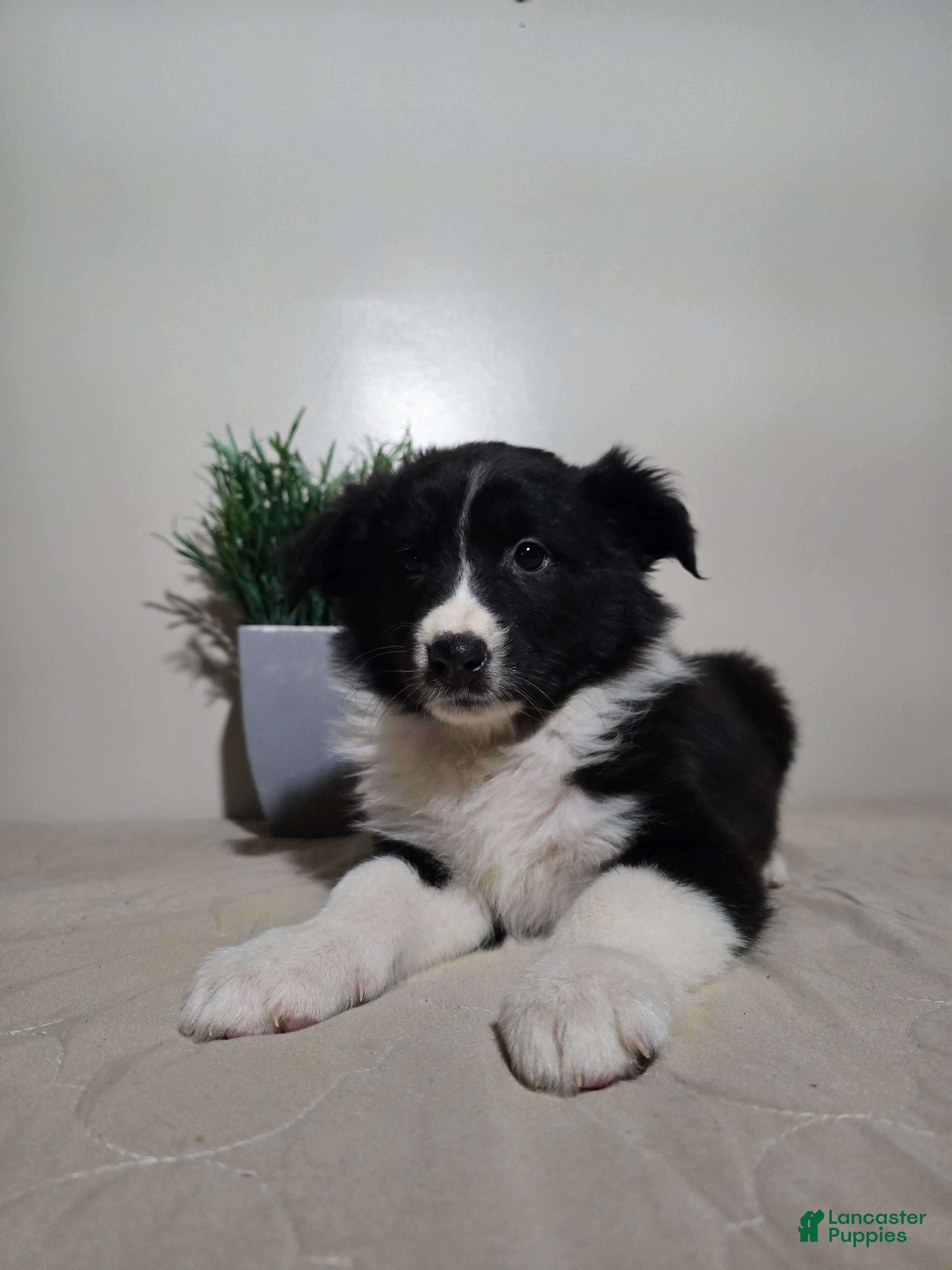 Australian Shepherd dogs Samantha  - Ad 2