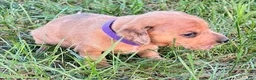 Miniature Dachshund dogs for sale: Girl 1 - Ad 4