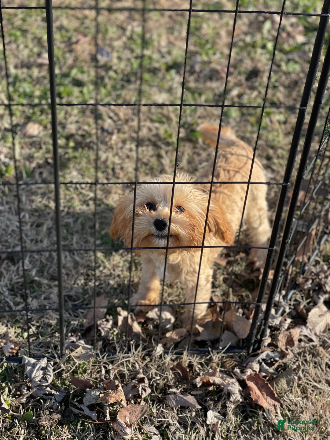 Cavapoo dogs for sale: Cavapoo Puppy 2 - Ad 4