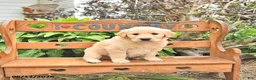 Golden Retriever dogs for sale: Dawson - Ad 1