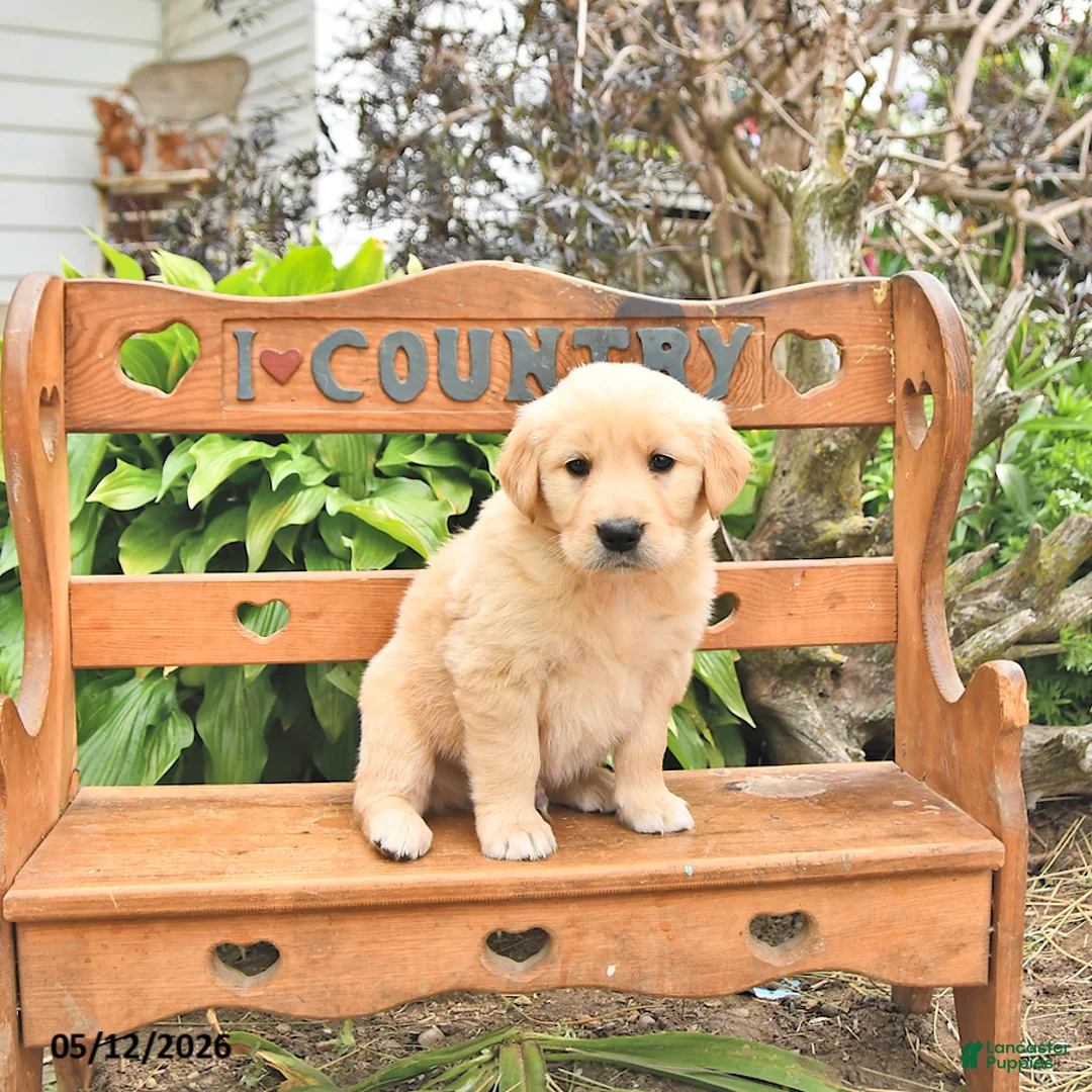 Golden Retriever dogs for sale: Dawson - Ad 1