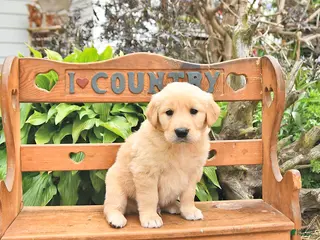 Golden Retriever dogs for sale: Dawson - Ad 1
