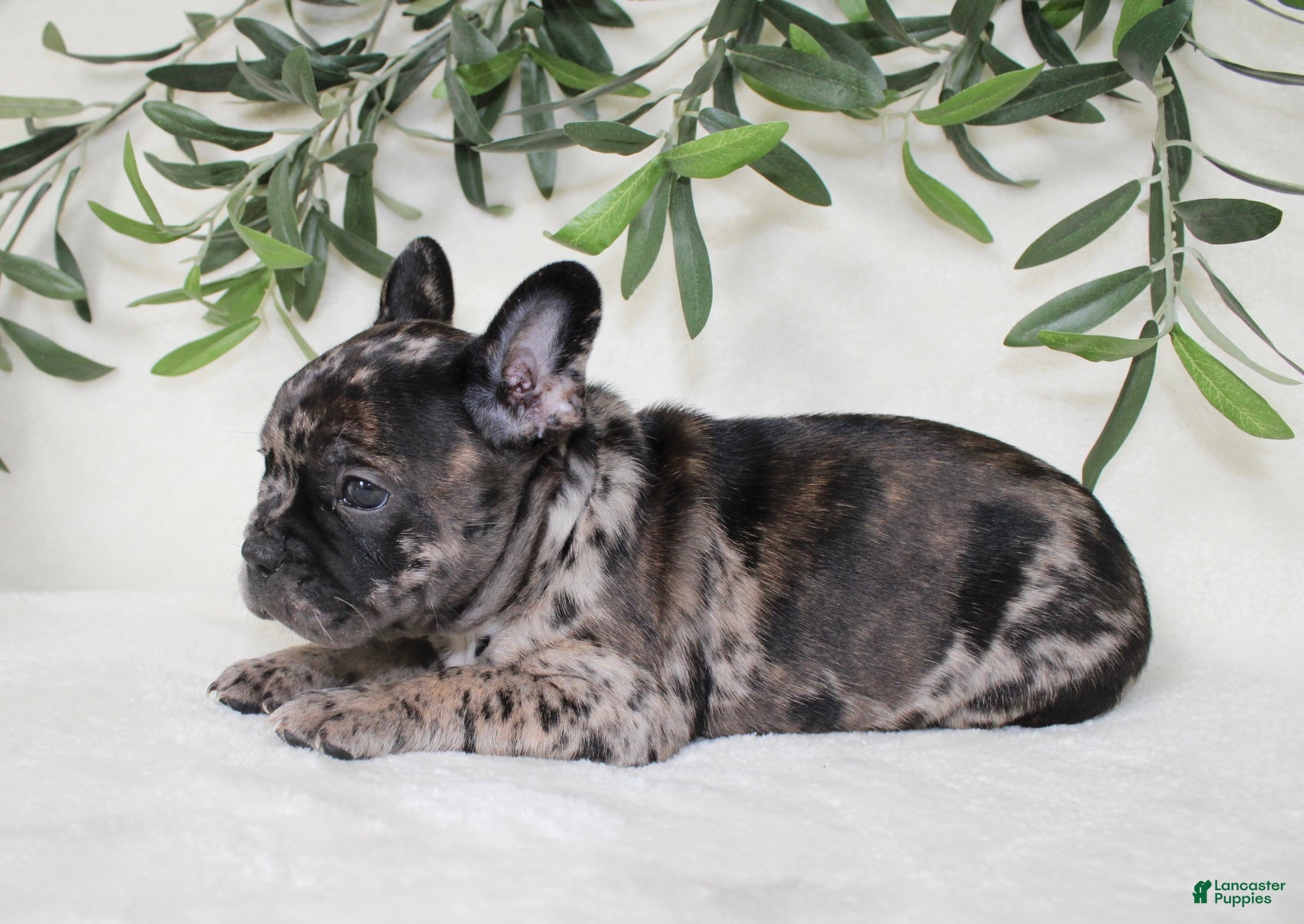 Frenchton dogs Indie  - Ad 2