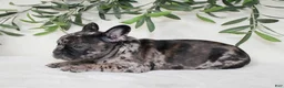 Frenchton dogs for sale: Indie  - Ad 2