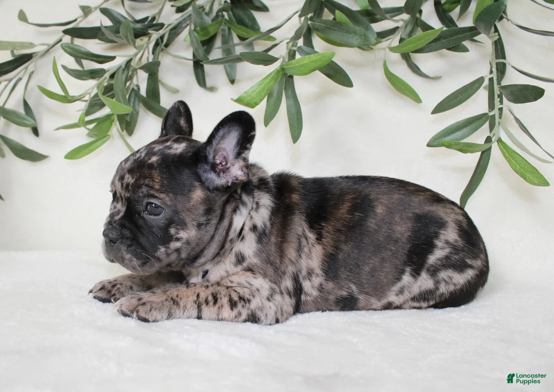 Frenchton dogs for sale: Indie  - Ad 2