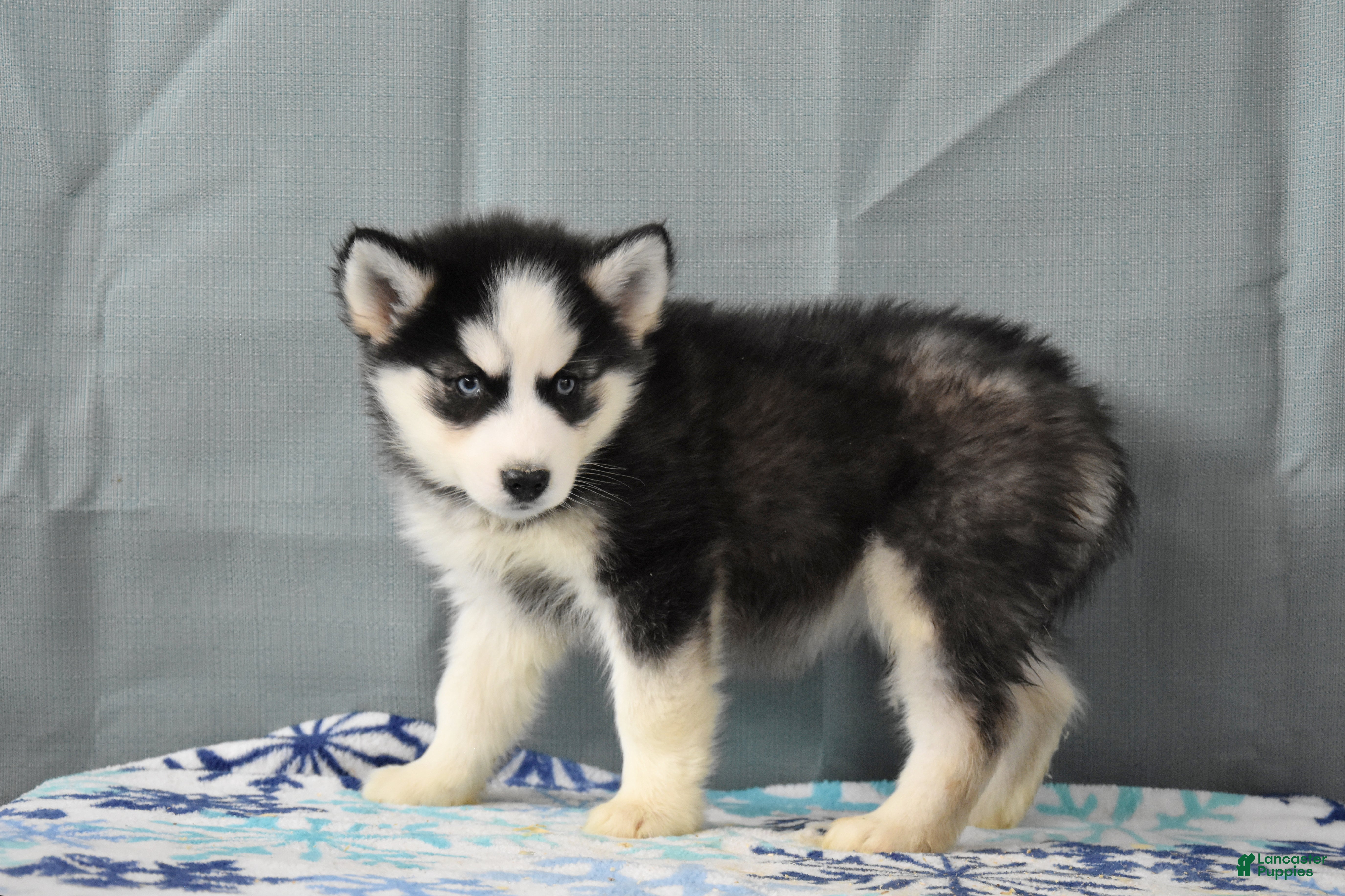 Siberian Husky dogs Zola - Ad 2