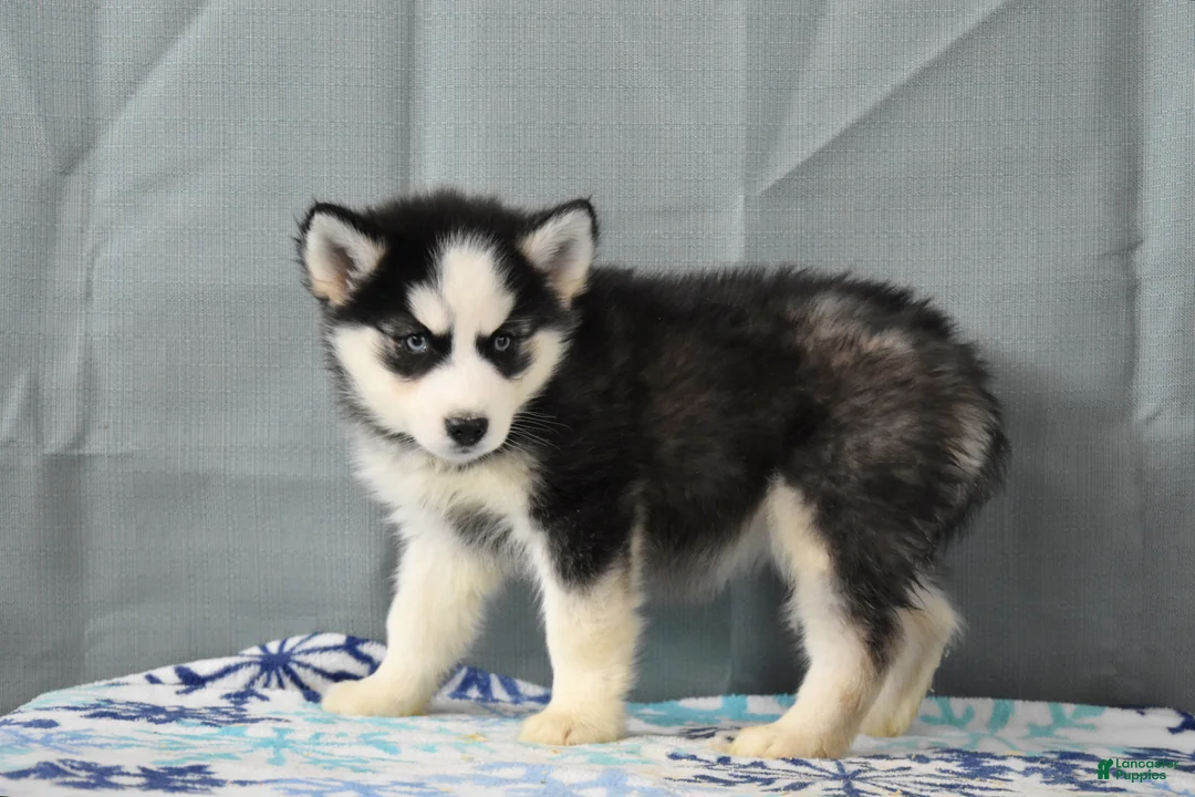 Siberian Husky dogs for sale: Zola - Ad 2