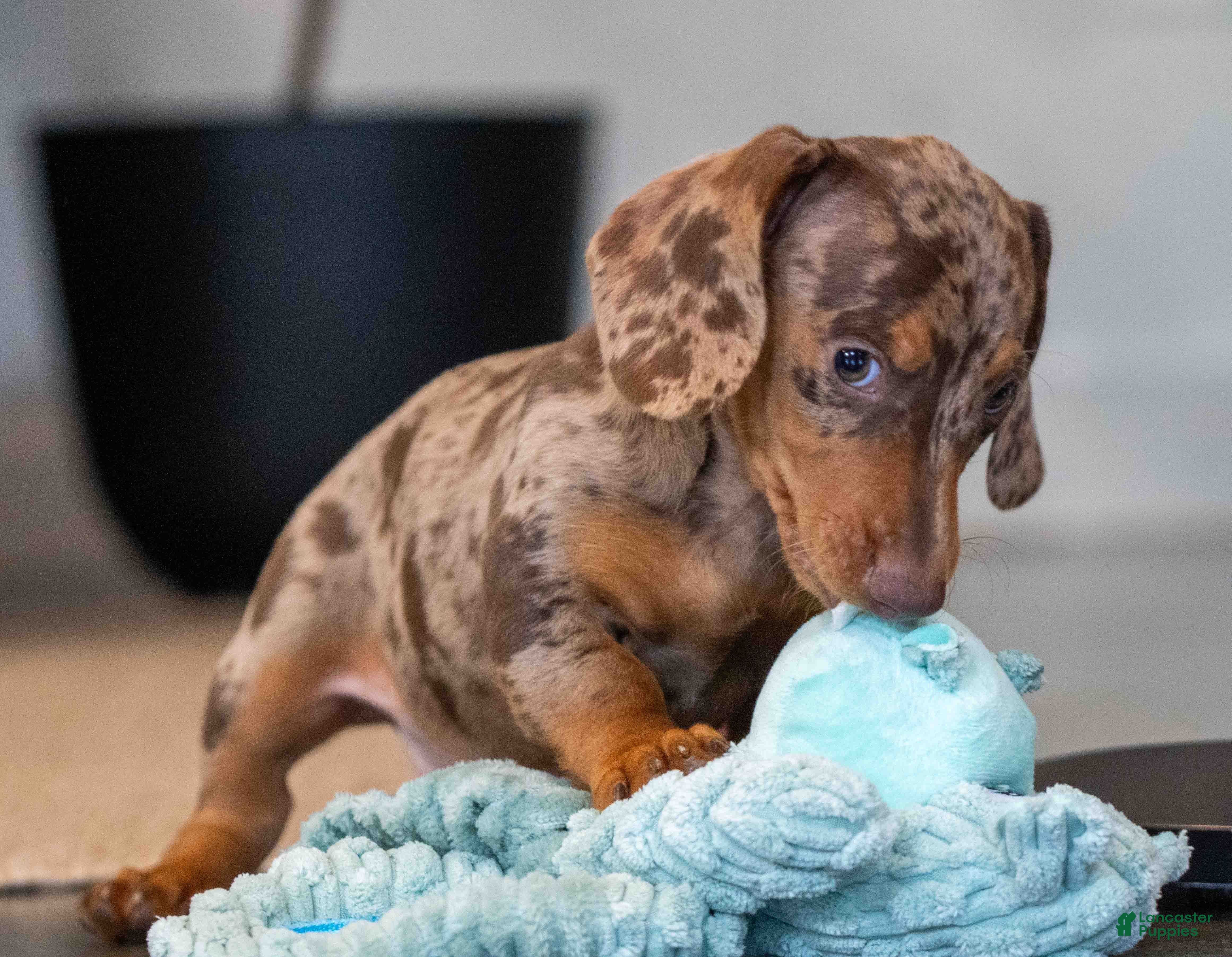 Miniature Dachshund dogs Cocoa - Ad 2