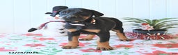 Doberman Pinscher dogs for sale: Bonnie - Ad 4