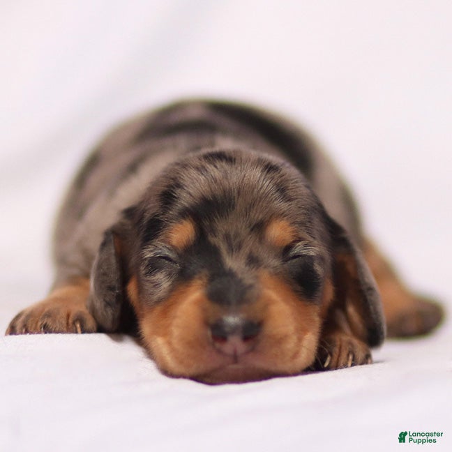 Miniature Dachshund dogs Beau the Miniature Dachshund Puppy - Ad 5