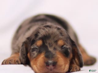 Miniature Dachshund dogs Beau the Miniature Dachshund Puppy - Ad 3