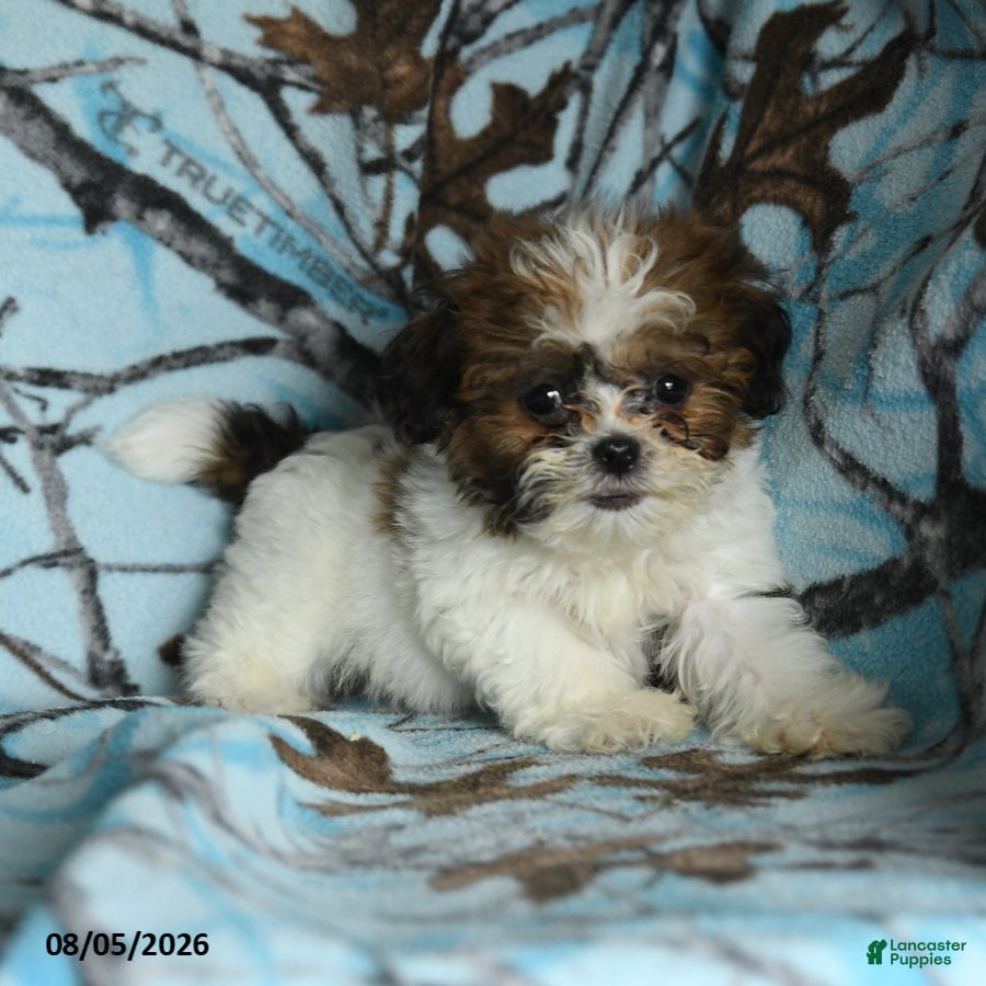 Mixed Breed dogs Ulysses - Ad 2