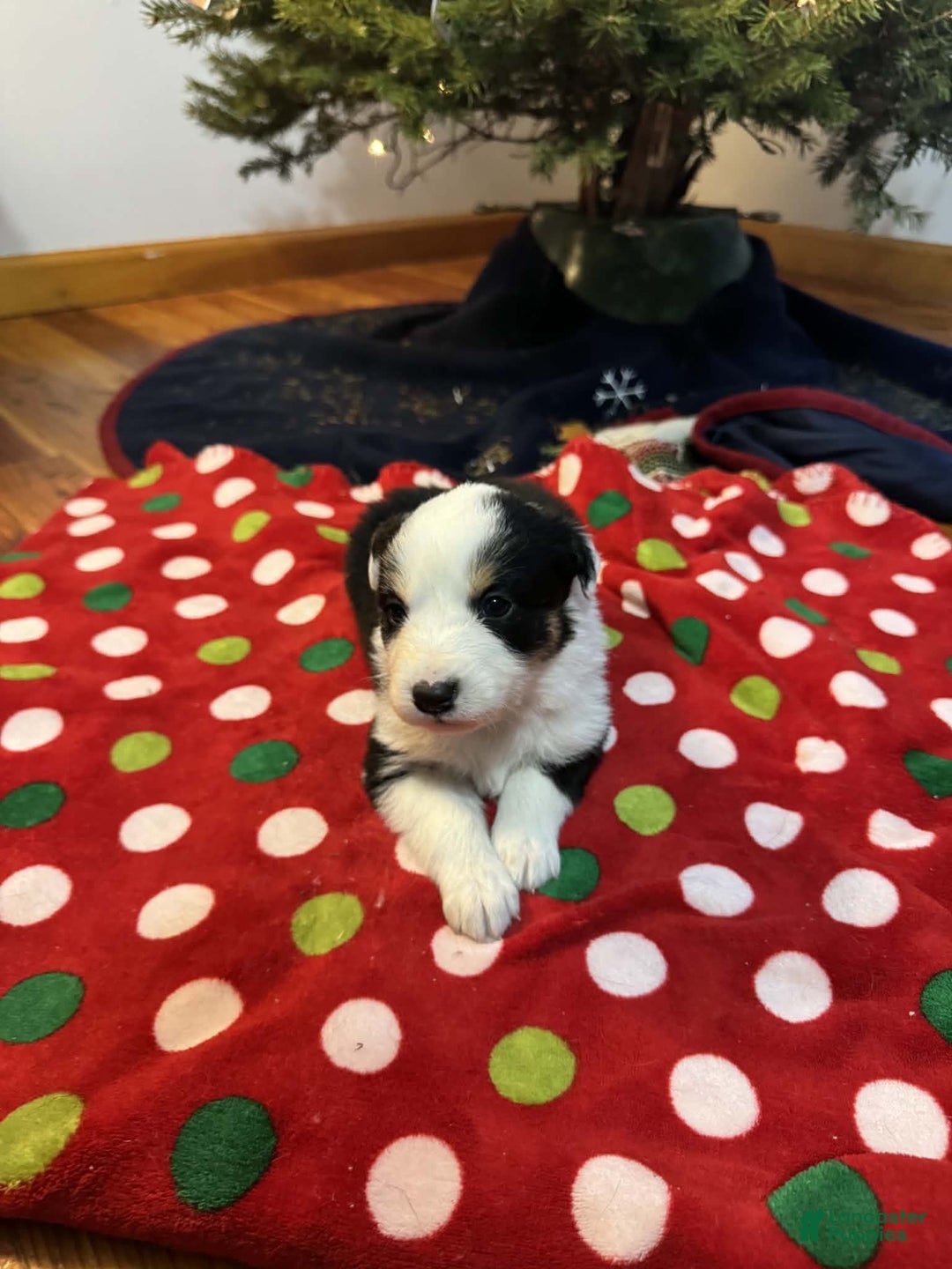 Australian Shepherd dogs for sale: Snowy - Ad 3