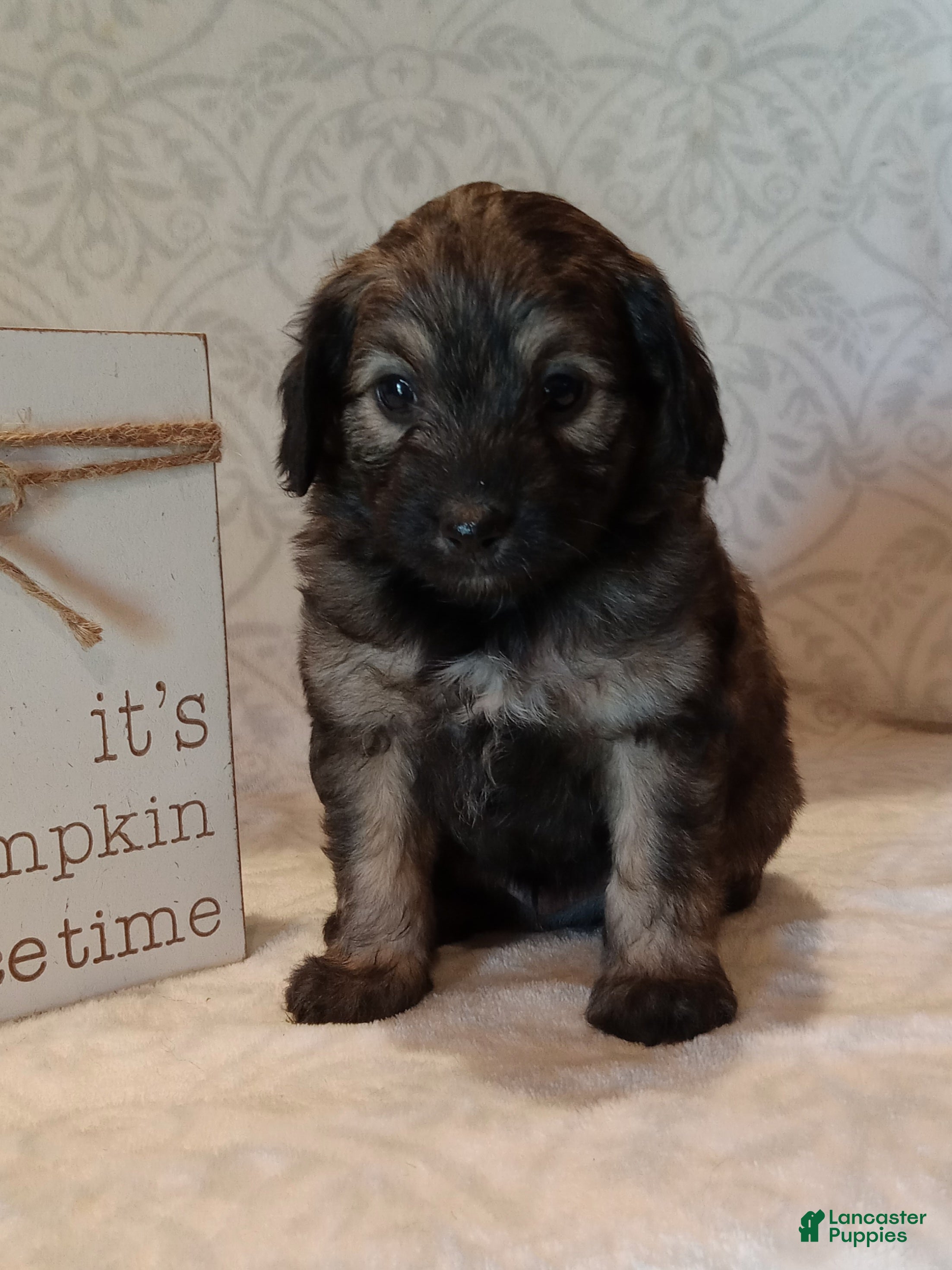 Mixed Breed dogs Isaac - Ad 1
