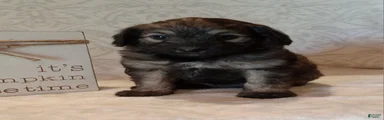 Isaac