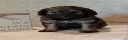 Mixed Breed dogs for sale: Isaac - Ad 1