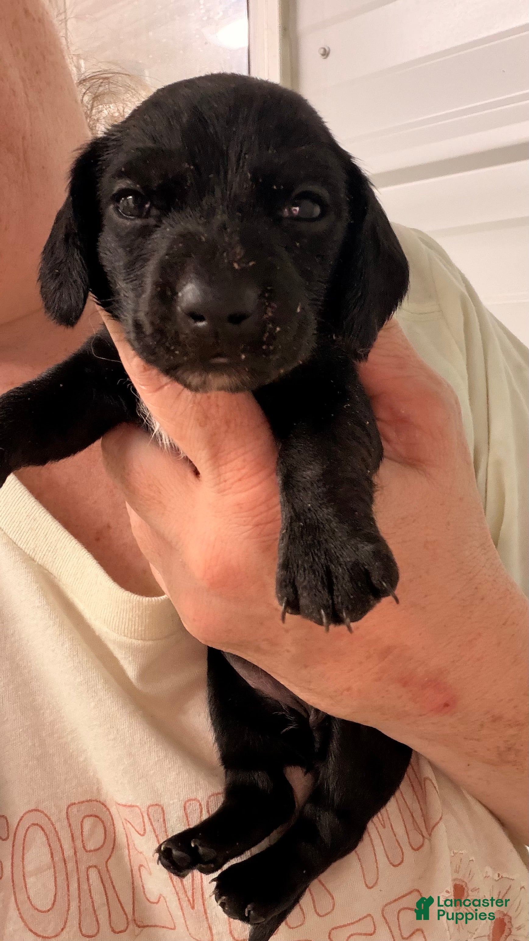 Miniature Dachshund dogs Miniature Dachshund 3 - Ad 1