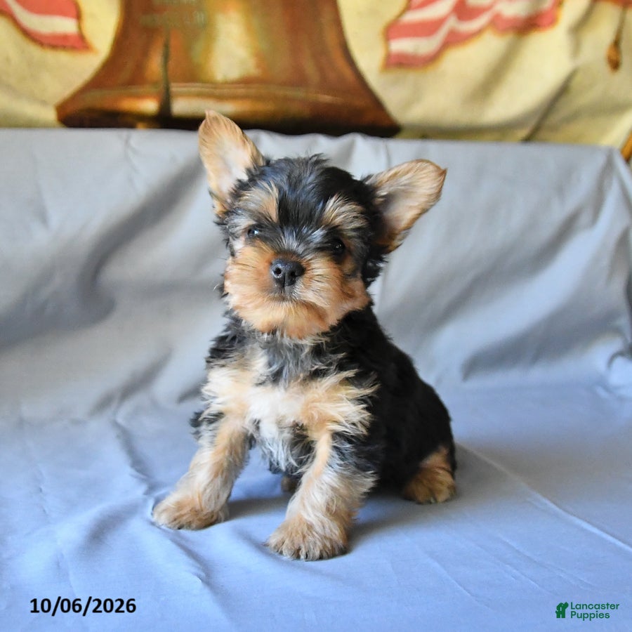 Yorkshire Terrier dogs Steve - Ad 1