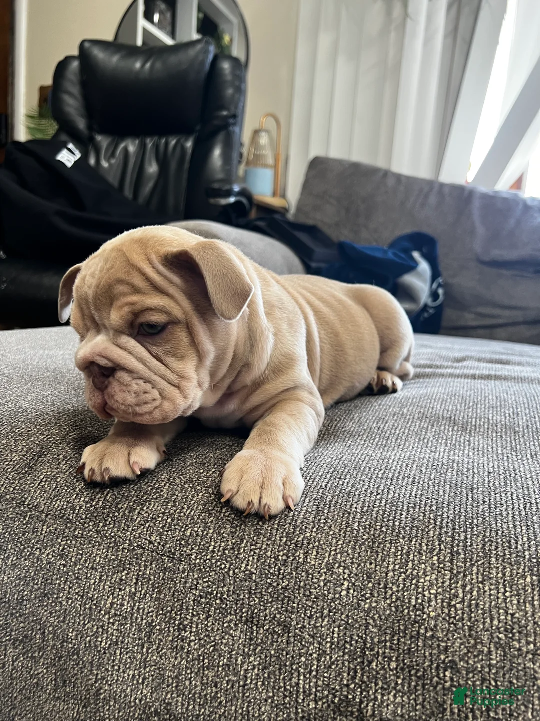 English Bulldog dogs for sale: Sunshine  - Ad 2