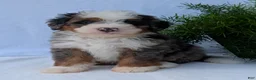 Mini Bernedoodle dogs for sale: Mini Louie  - Ad 17