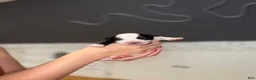 Mixed Breed dogs for sale: Oreo - Ad 15