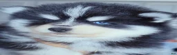 Pomsky dogs for sale: Ryder - Ad 6