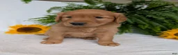 Golden Retriever dogs for sale: Dug  - Ad 8