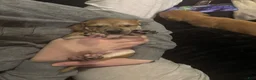 Mixed Breed dogs for sale: Indica - Ad 3