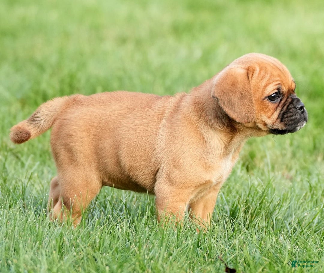 Puggle dogs for sale: Chloe - Ad 5