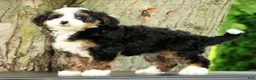 Mini Bernedoodle dogs for sale: Frisco - Ad 3