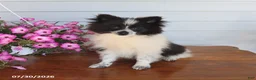Pomeranian dogs for sale: Mitch - Ad 5