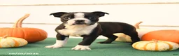Boston Terrier dogs for sale: Asher - Ad 4