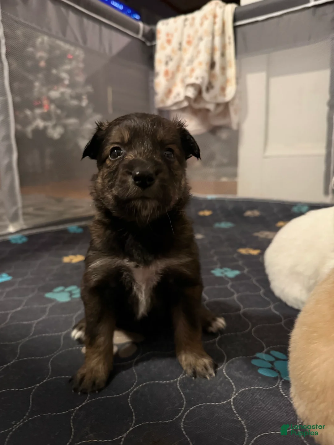 Mixed Breed dogs for sale: Mixed Breed Puppy 7 - Ad 2