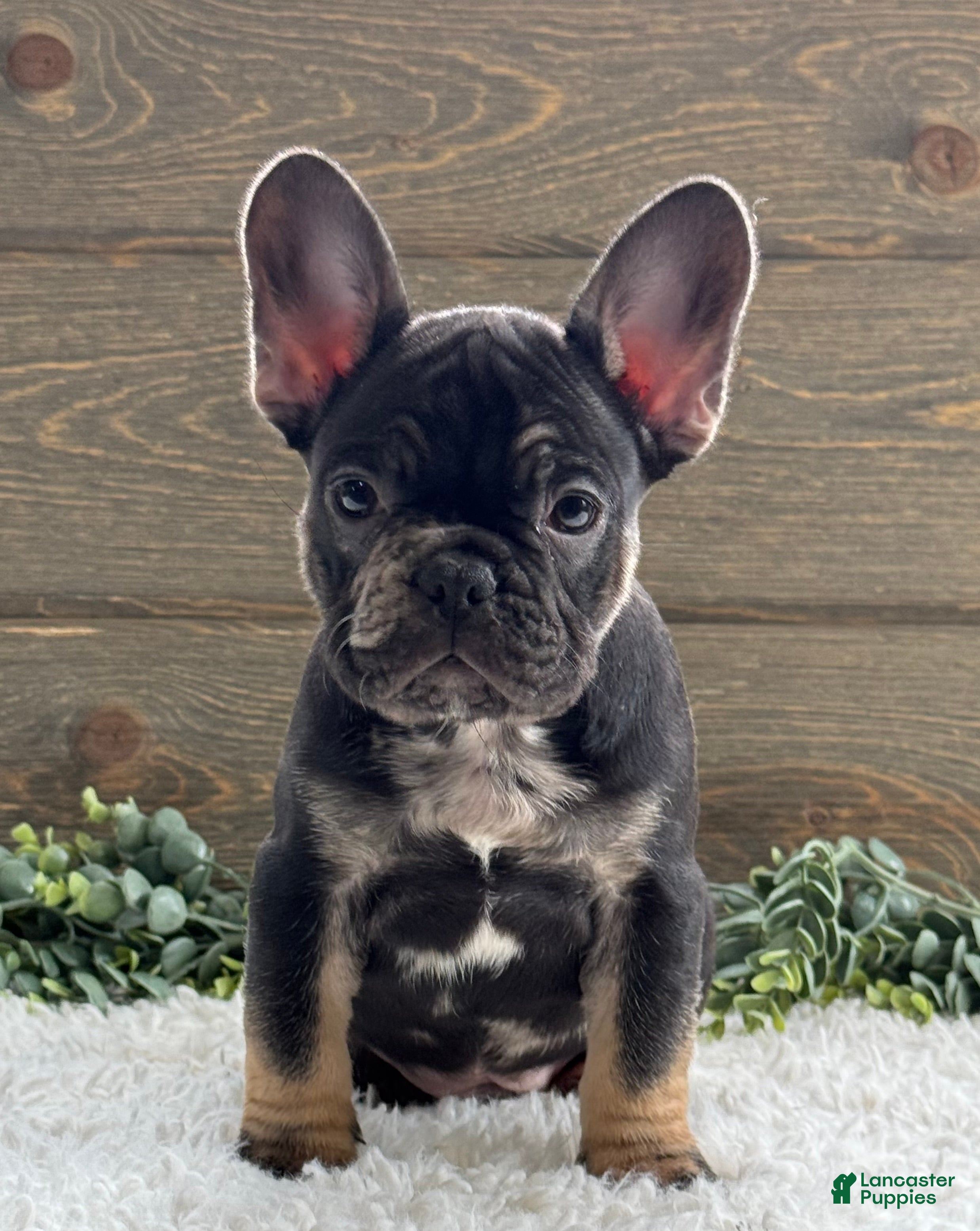 Mixed Breed dogs Johnny  - Ad 1