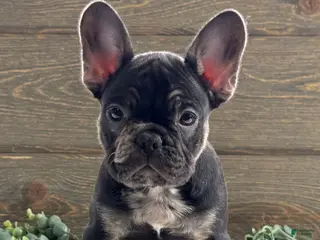 Mixed Breed dogs for sale: Johnny - Ad 2