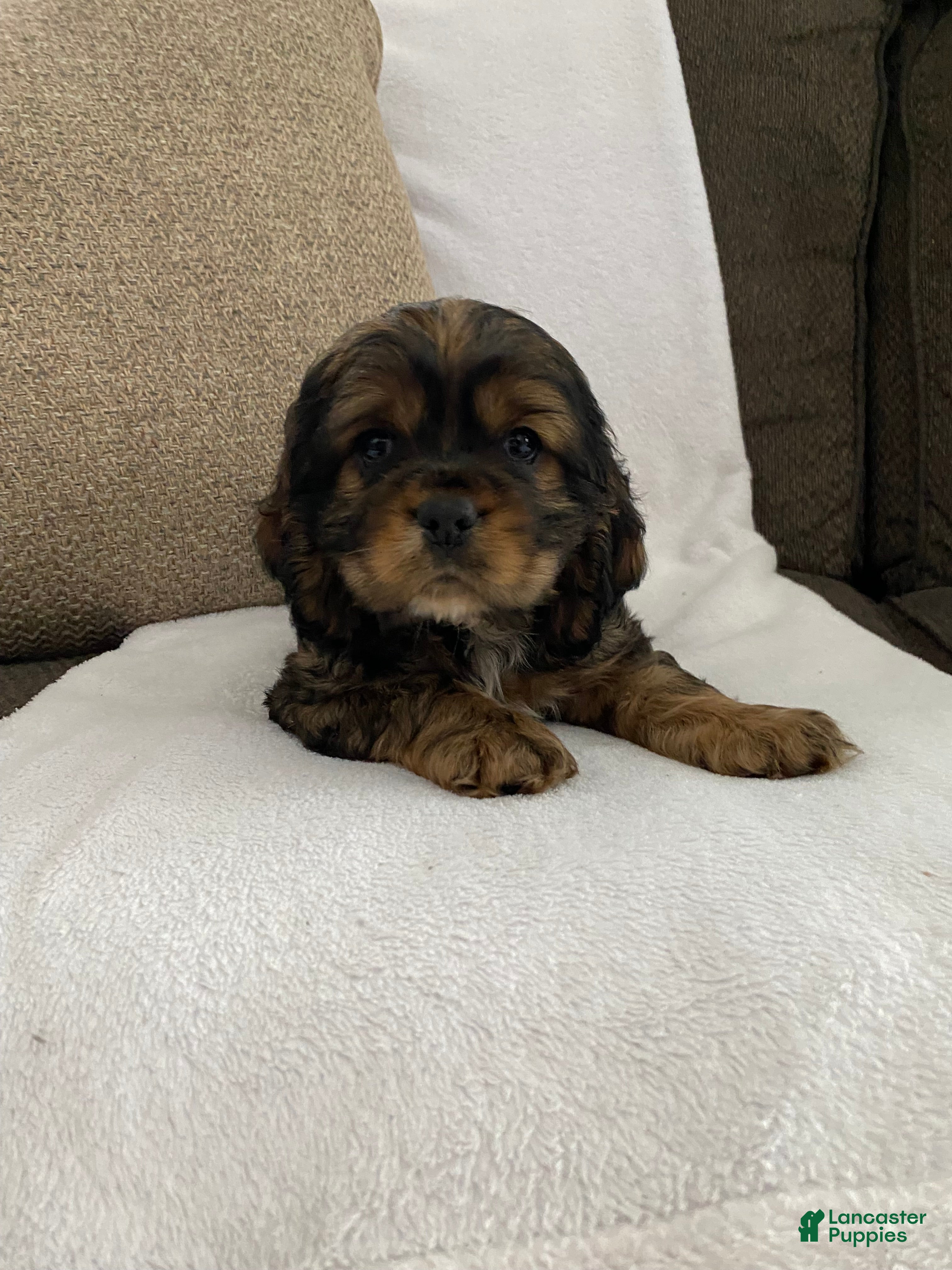 Cocker Spaniel dogs Trevor - Ad 38