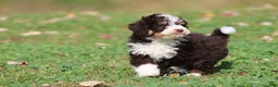 Mini Bernedoodle dogs for sale: Pup - Ad 2