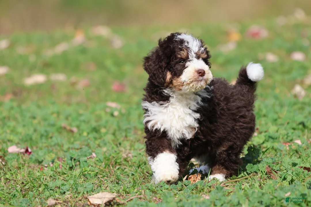Mini Bernedoodle dogs for sale: Pup - Ad 2
